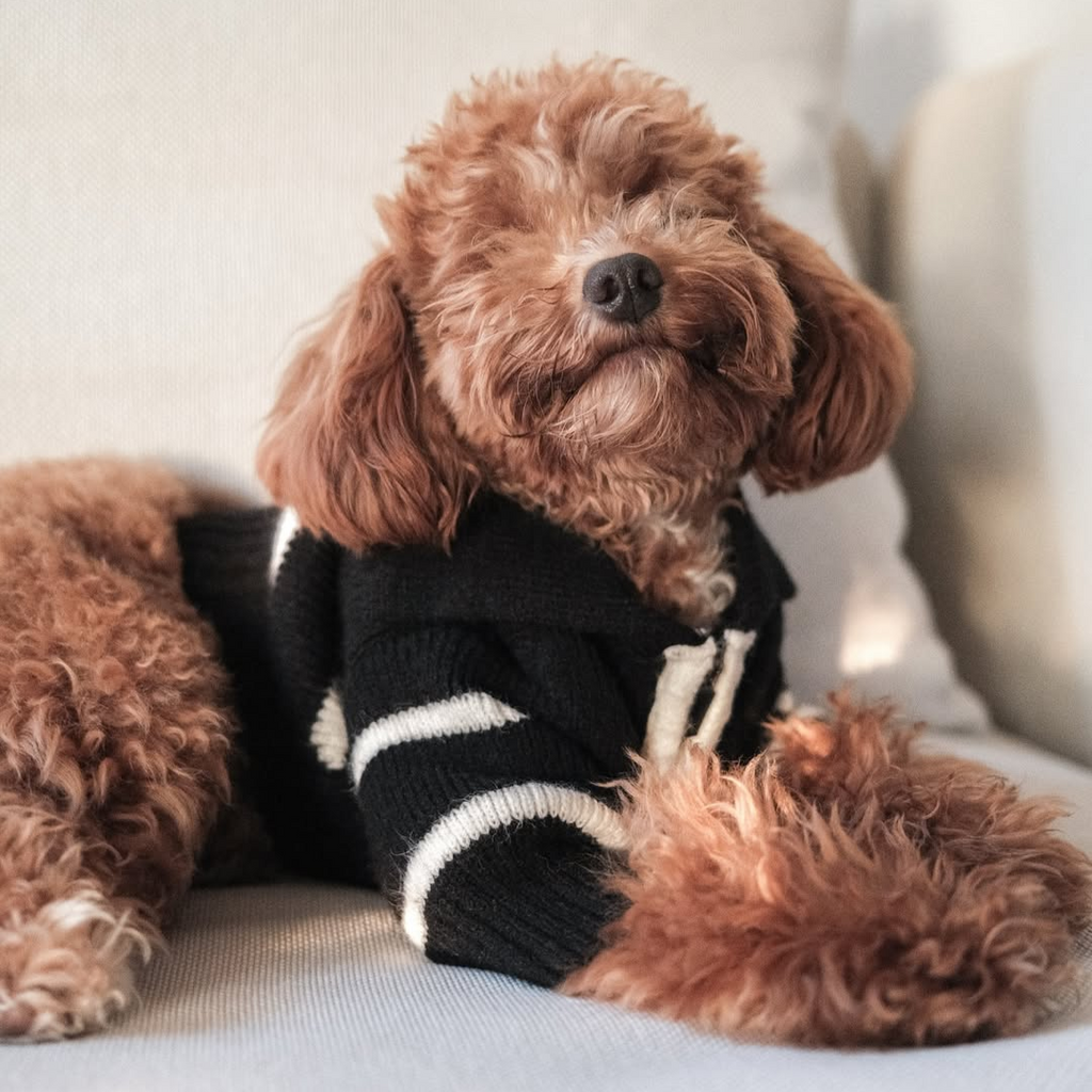 The Cortado | Black Striped Quarter-Zip Dog Sweater